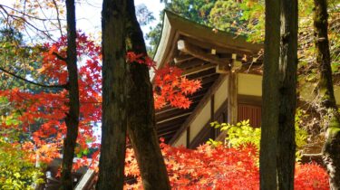 【日光❷】紅葉🍁黄葉🍂待ちに待った”秋”真っ盛り。日光を染める絶景に感動🤩