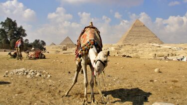 【エジプトでタイムトリップ】巨大な新イスタンブール空港で乗り継ぎは1時間半で間に合うのか?