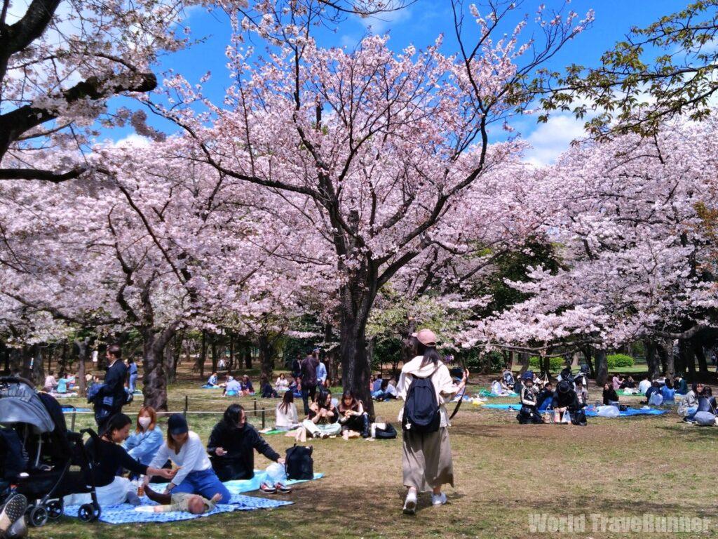 花筏 東京の桜花見】七変化：NAKED桜の新宿御苑、千鳥ヶ淵の花筏