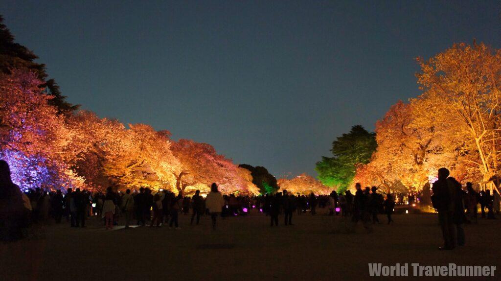 花筏 東京の桜花見】七変化：NAKED桜の新宿御苑、千鳥ヶ淵の花筏