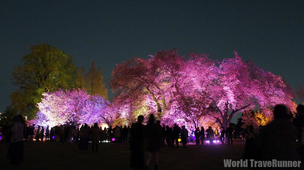 東京の桜花見】七変化：NAKED桜の新宿御苑、千鳥ヶ淵の花筏