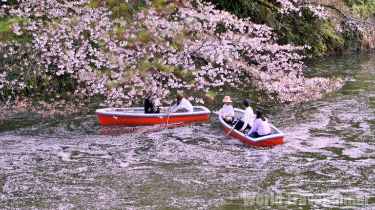 おすすめ 東京の桜花見】七変化：NAKED桜の新宿御苑、千鳥ヶ淵の花筏 お香
