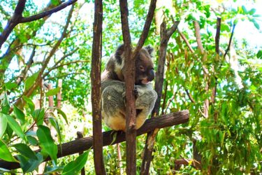 【世界五大陸制覇❶】ゴールドコーストで開催の「Pan Pacific Masters Games」でオセアニア大陸チャンピオンをまず獲得🥇1冠